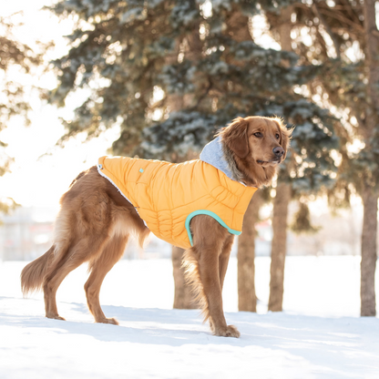 Parka marinera de invierno GF Pet - Amarillo