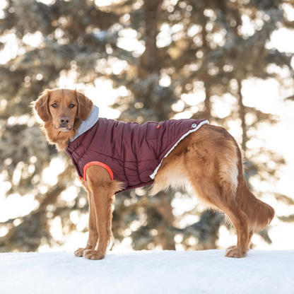 GF Pet Winter Sailor Parka - Burgundy