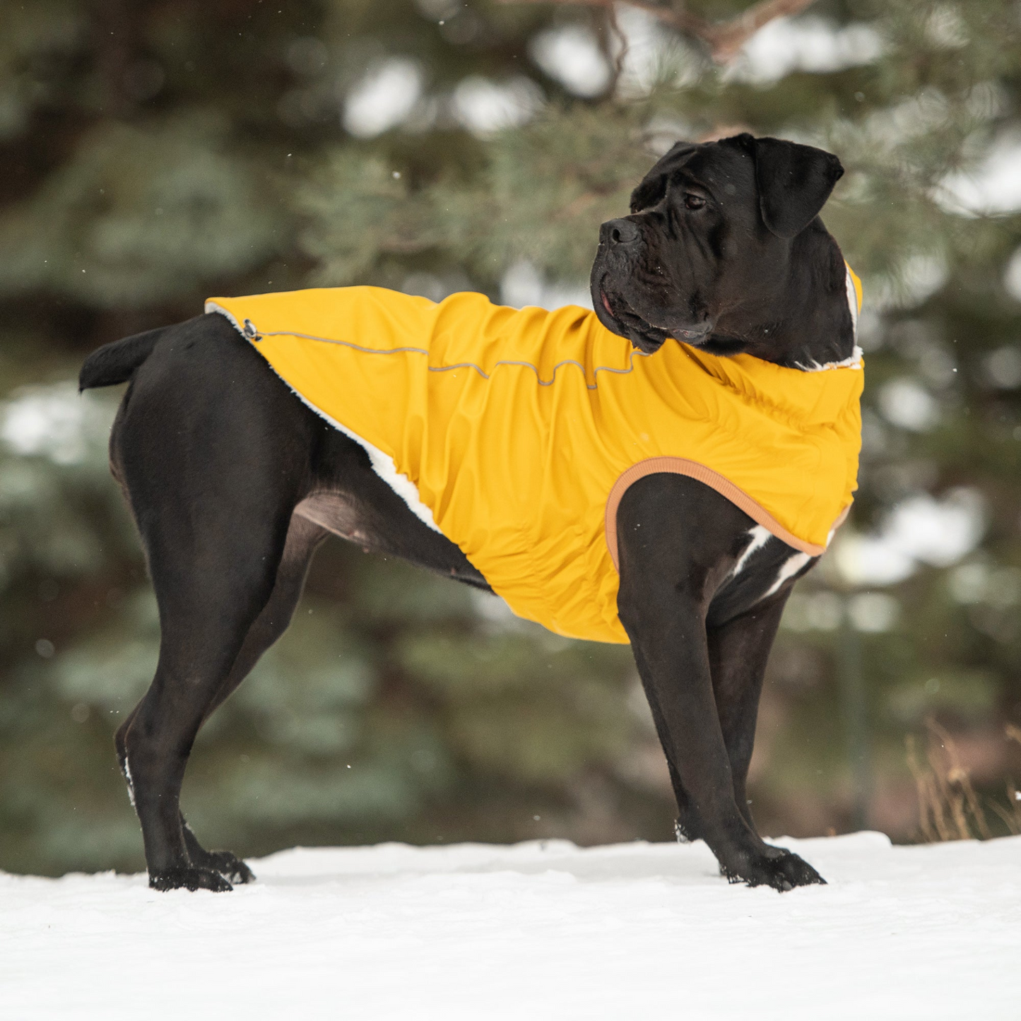 GF Pet Insulated Raincoat - Yellow