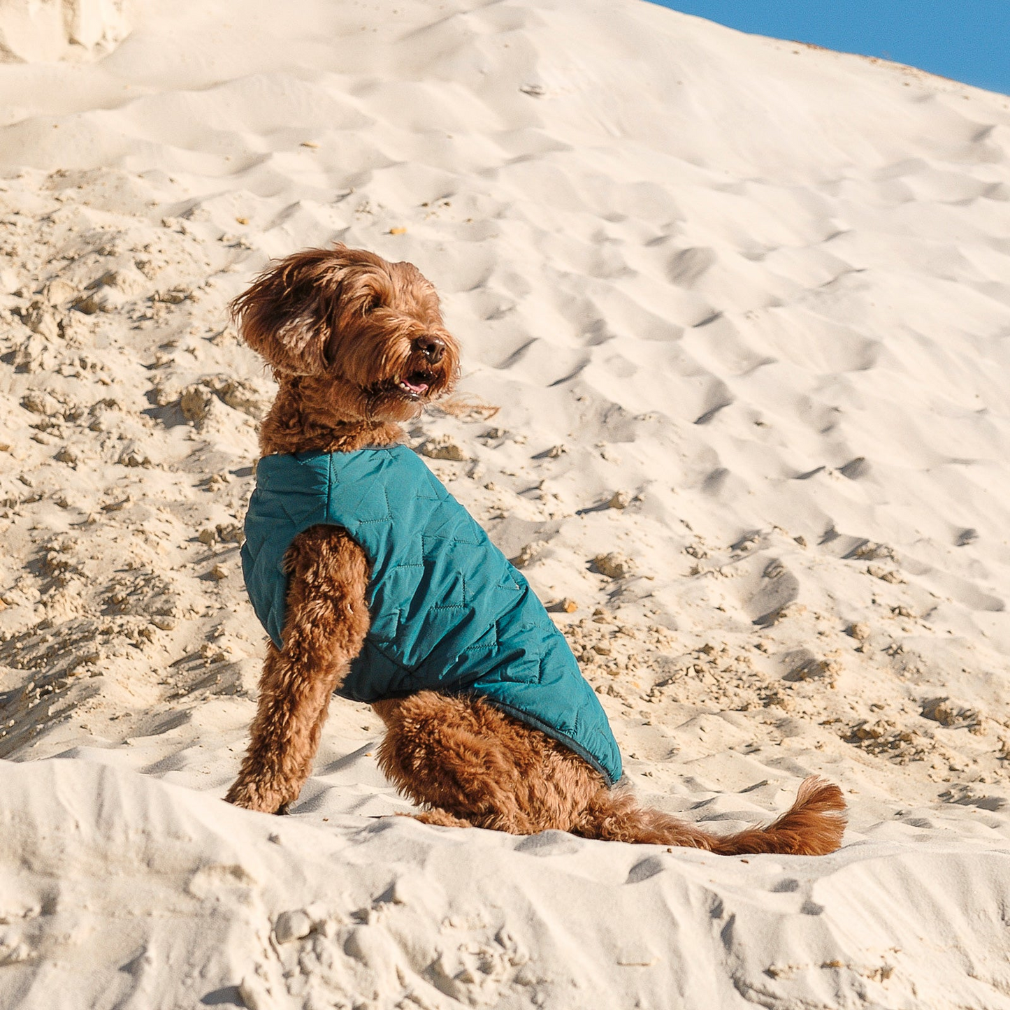 Chaqueta / chaleco para perros sostenible y ecológico Bonne et Filou