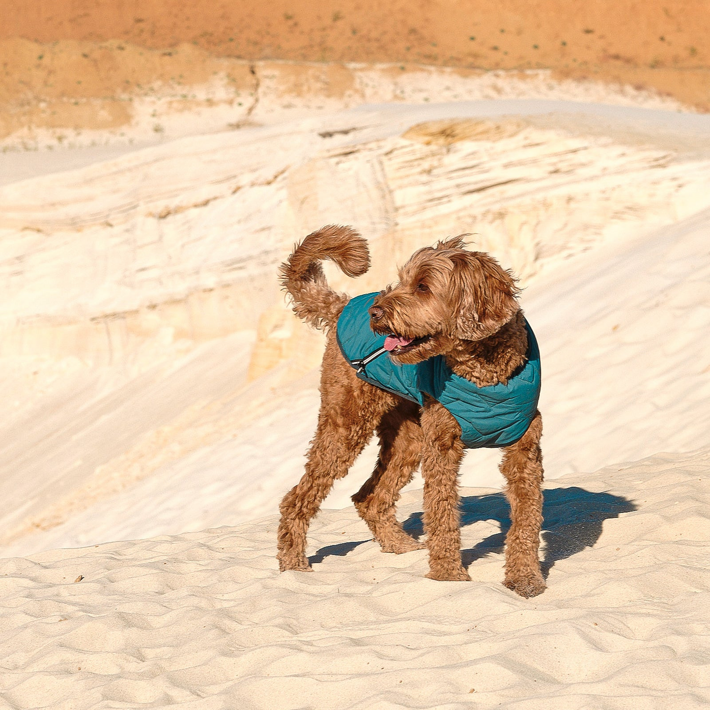 Chaqueta / chaleco para perros sostenible y ecológico Bonne et Filou