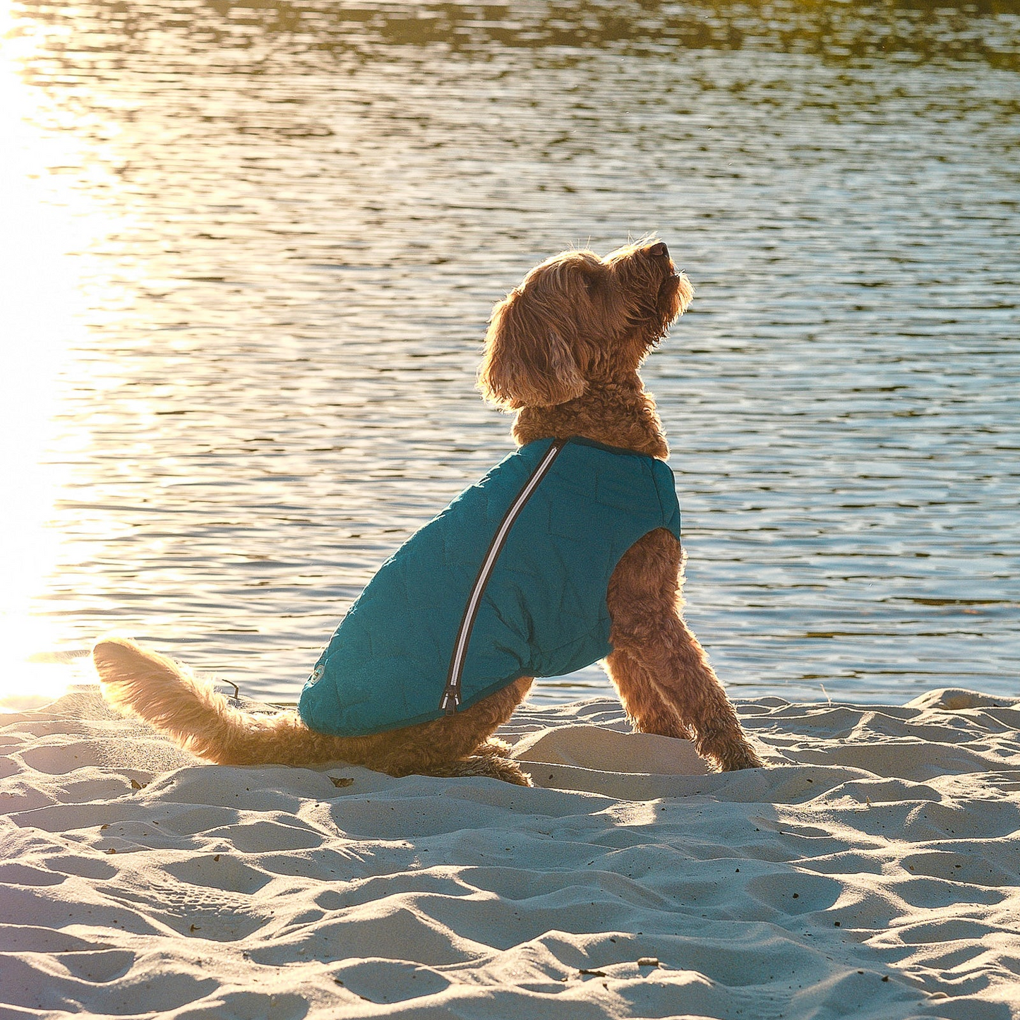 Chaqueta / chaleco para perros sostenible y ecológico Bonne et Filou