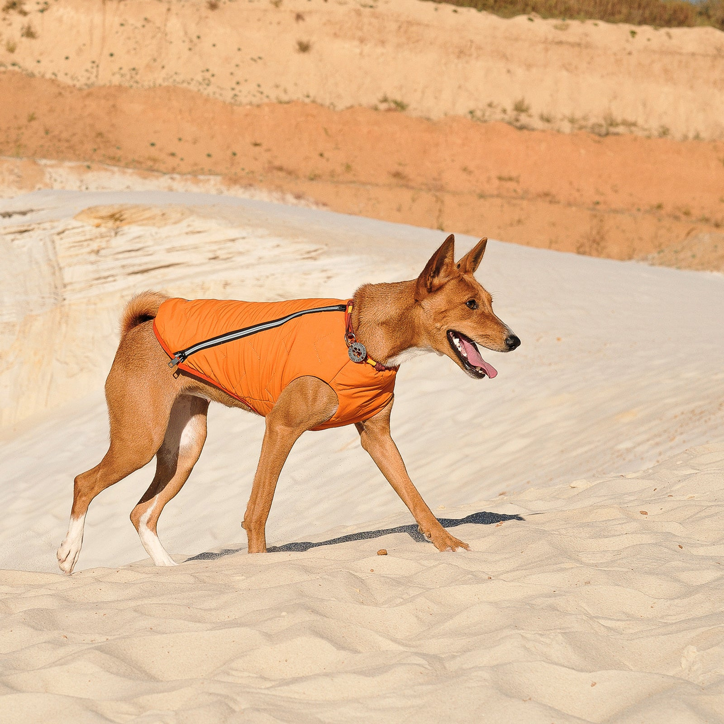 Chaqueta / chaleco para perros sostenible y ecológico Bonne et Filou