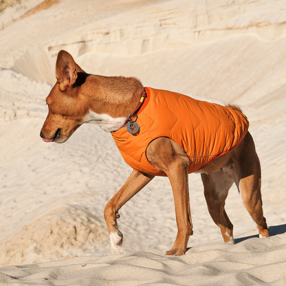 Chaqueta / chaleco para perros sostenible y ecológico Bonne et Filou