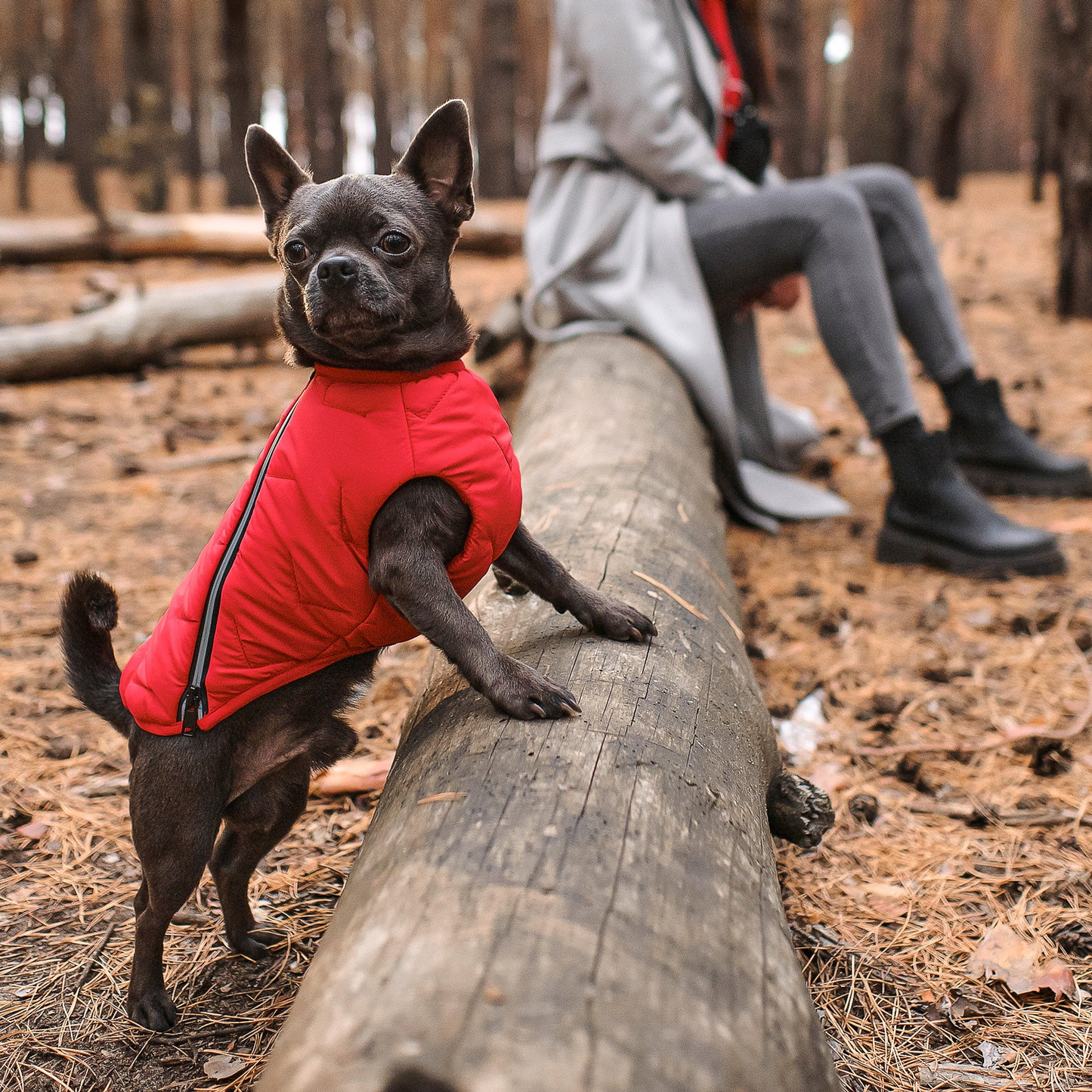 Chaqueta / chaleco para perros sostenible y ecológico Bonne et Filou