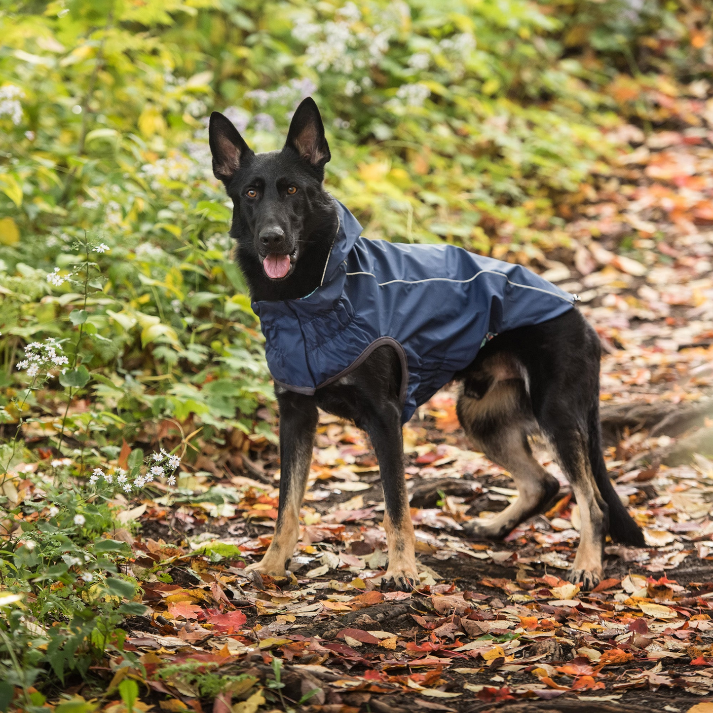 Chubasquero reversible GF Pet con ajuste elasto - Azul marino