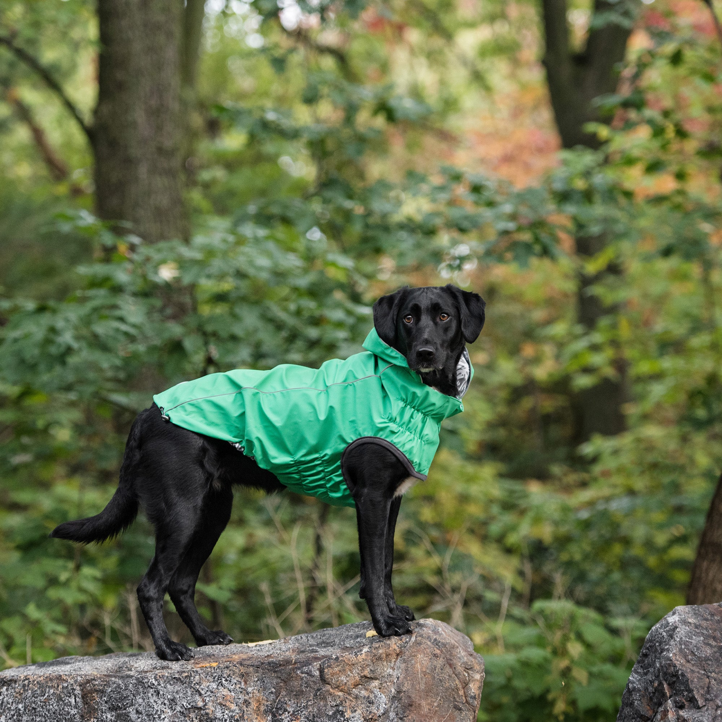 Chubasquero reversible GF Pet Elasto-Fit - Verde