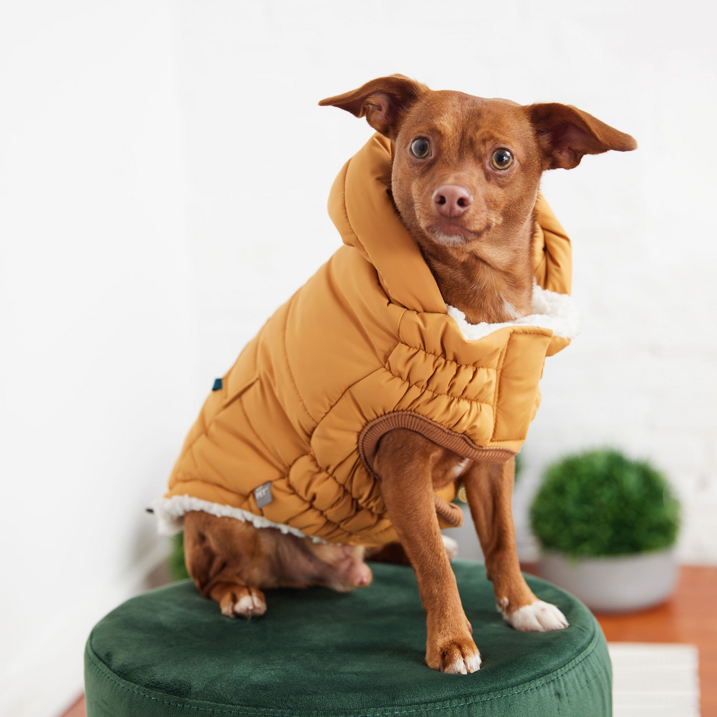 GF PET Super Puff Parka - Yellow