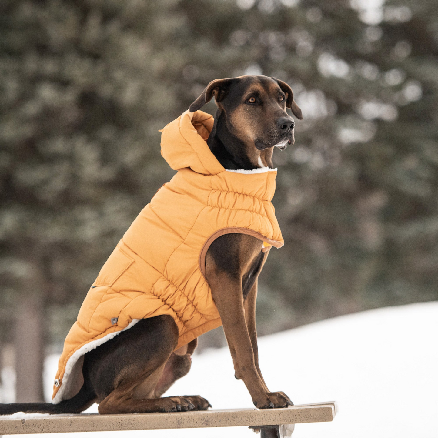 GF PET Super Puff Parka - Yellow