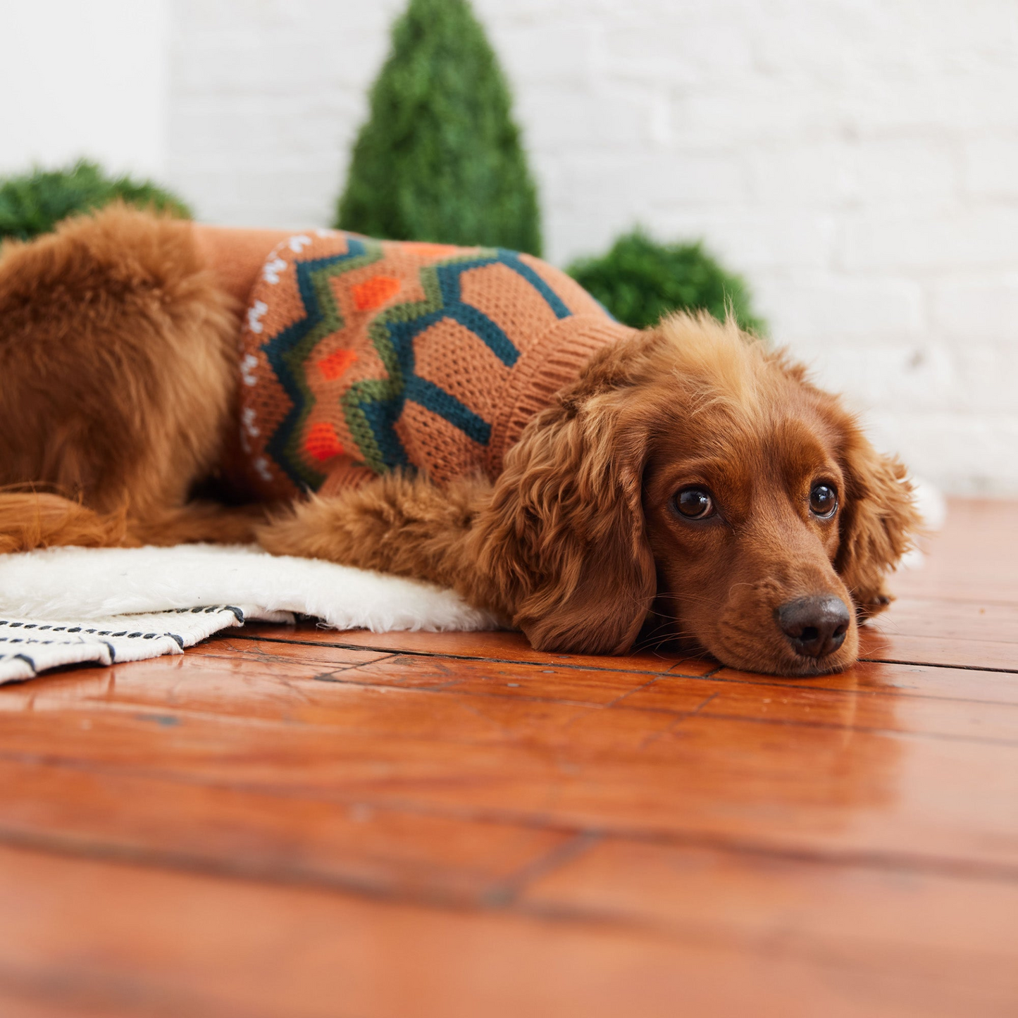 GF PET Heritage Sweater - Hazel