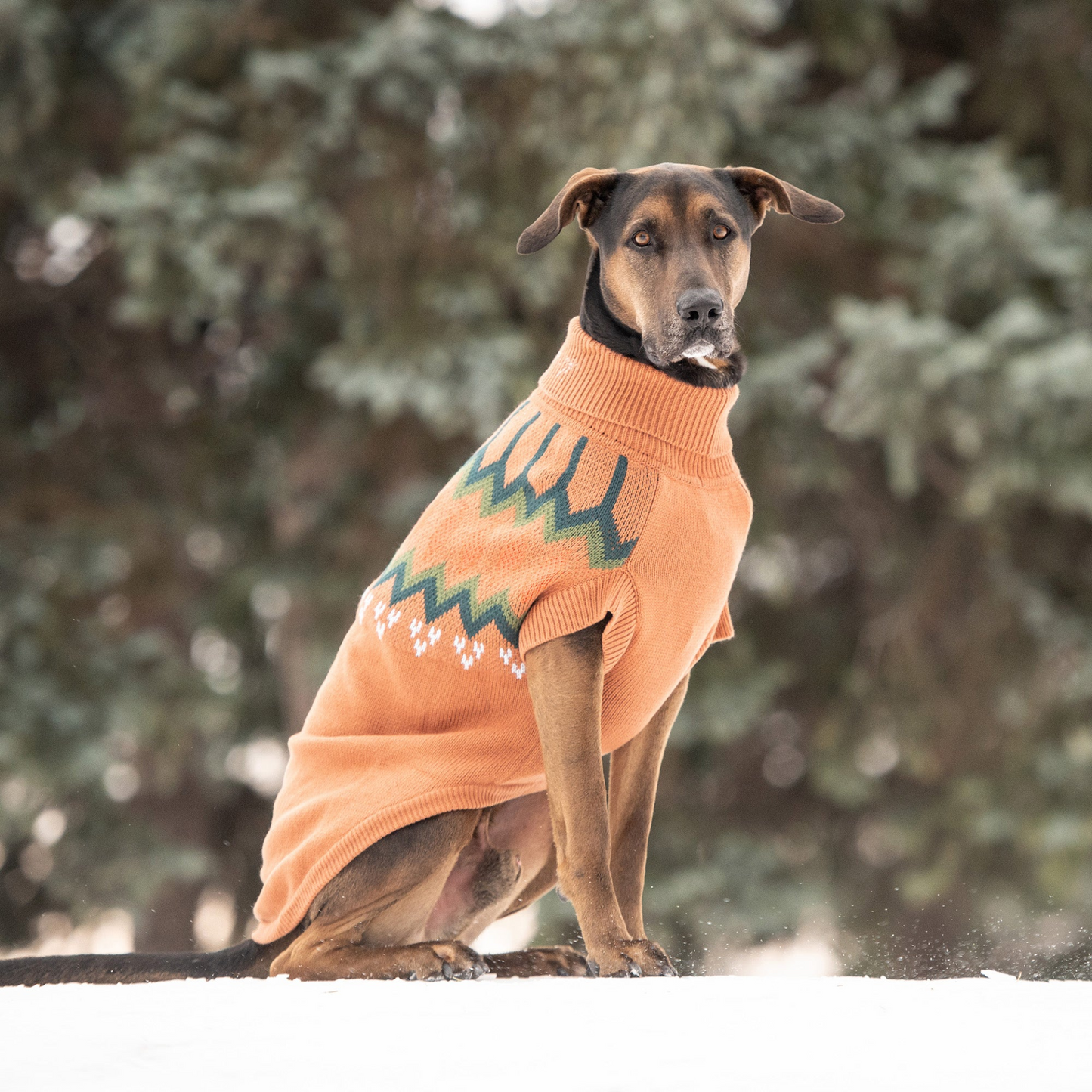 GF PET Heritage Sweater - Hazel