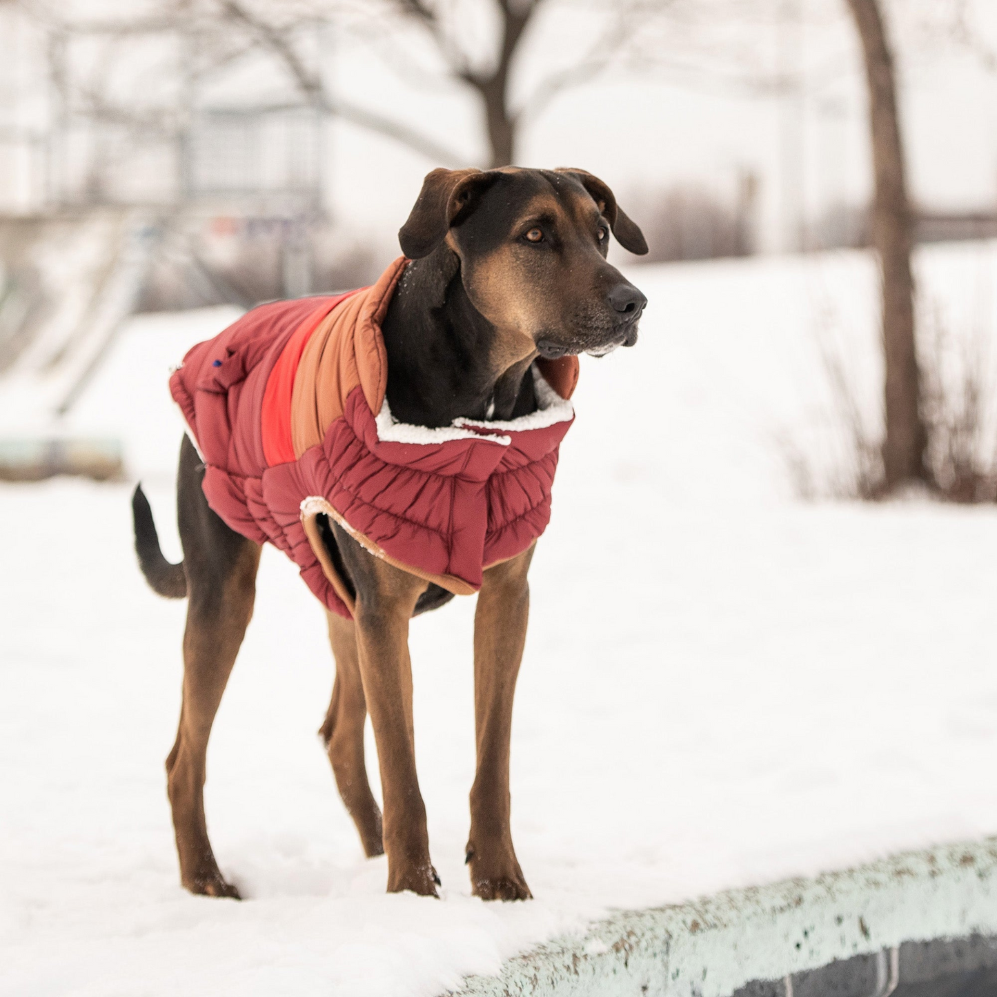 Puffer Retro GF Pet - Rojo Oscuro