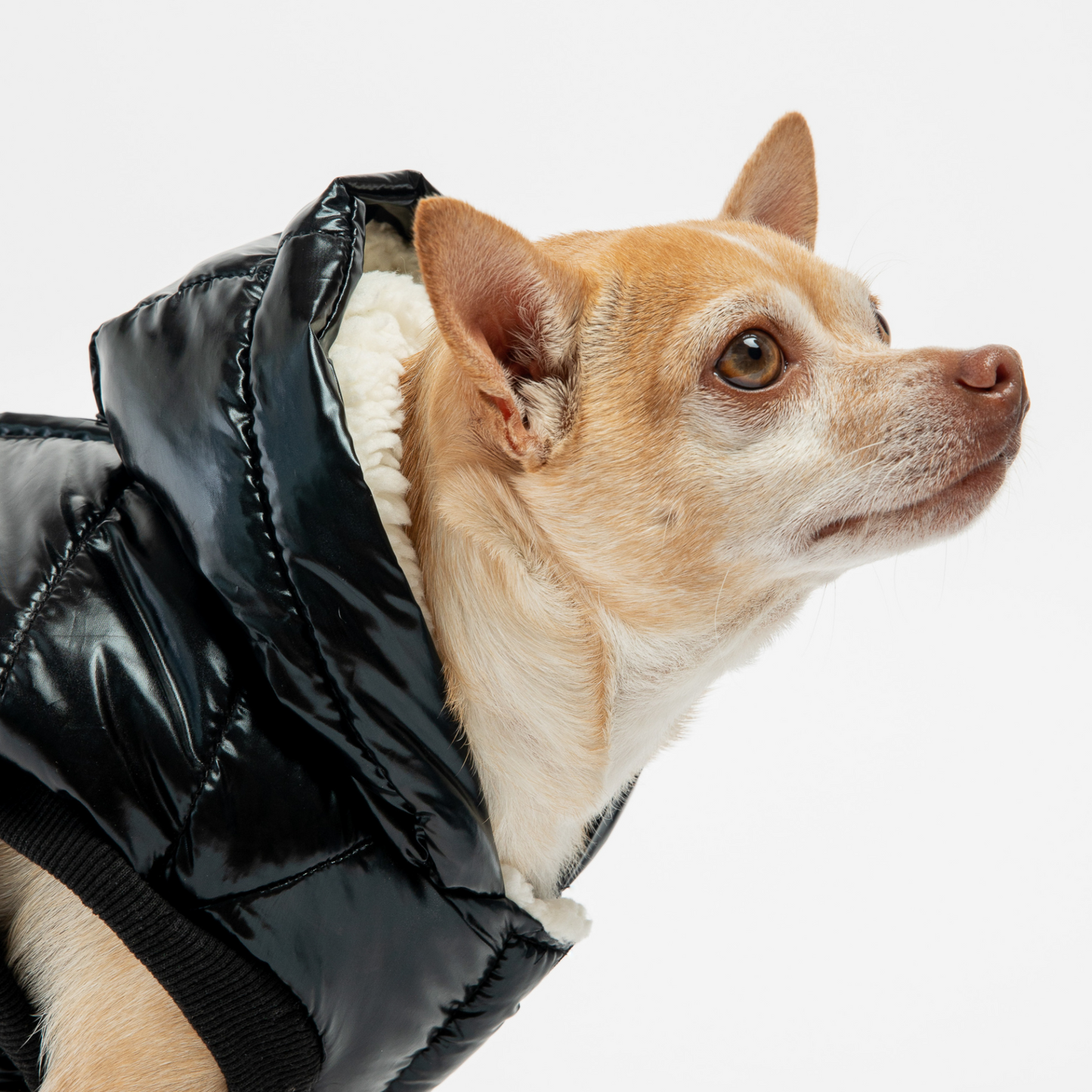 Chaqueta para perro Emma - Negro