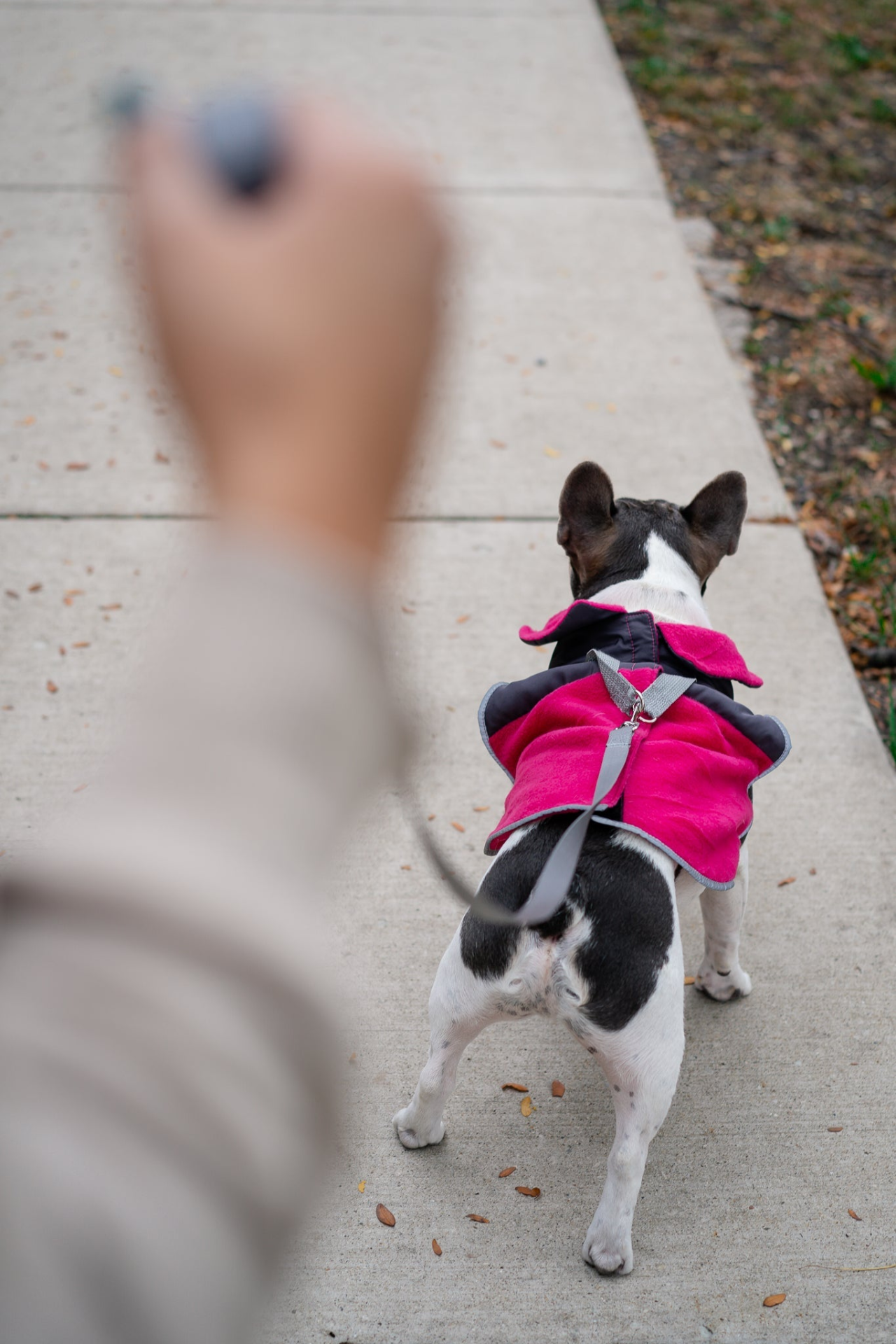 Chaqueta Polar Térmica para Perros 2 en 1 con Arnés Integrado - Fucsia