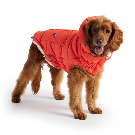 Parka GF Pet Super Puff - Naranja