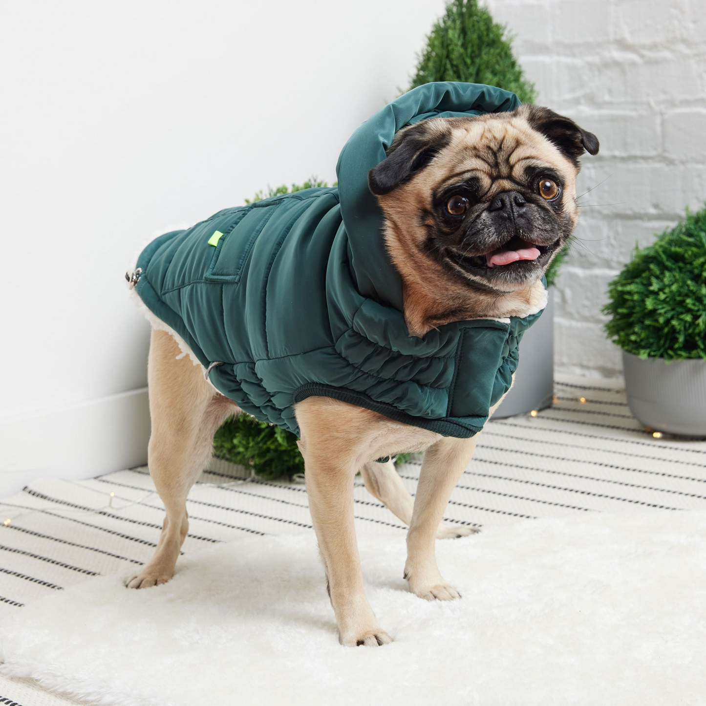 Parka GF Pet Super Puff - Verde azulado