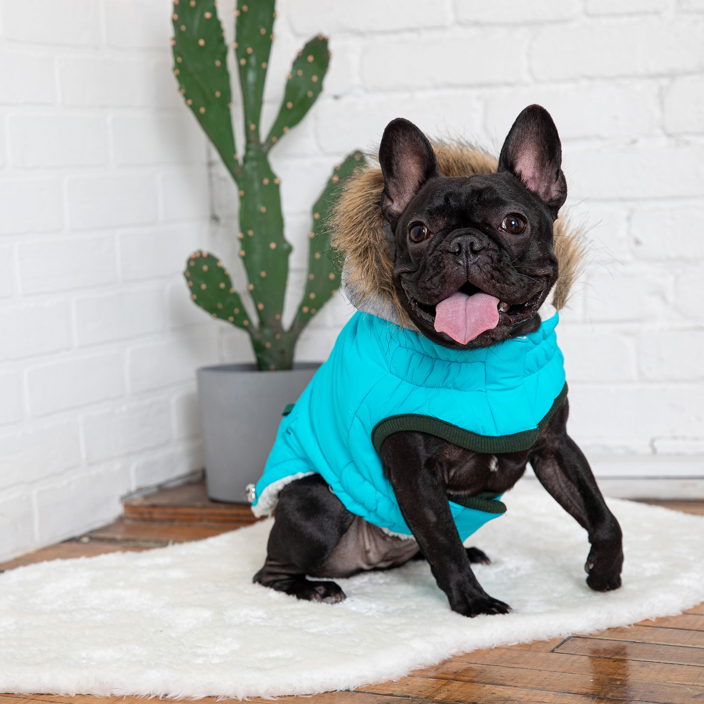 GF Pet Winter Sailor Parka - Aqua