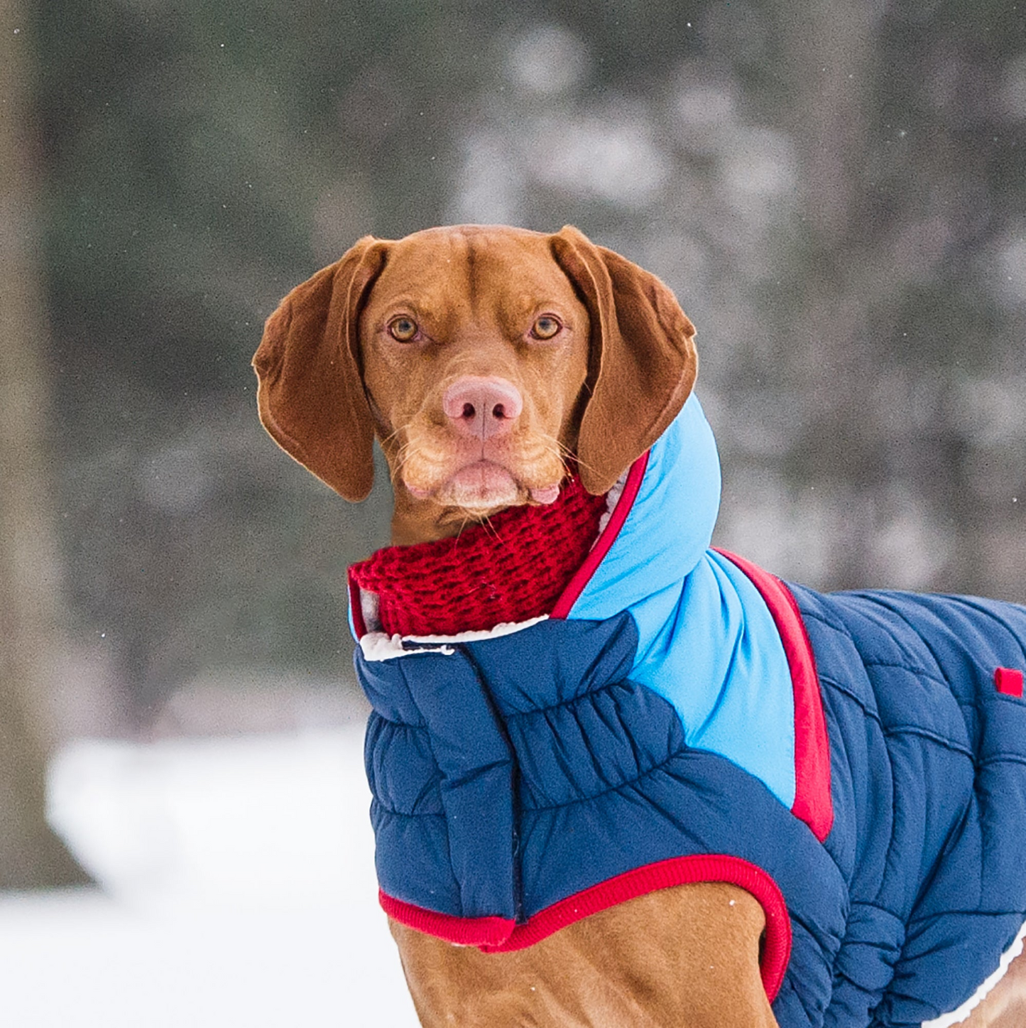 GF PET Chalet Tube Scarf - Red