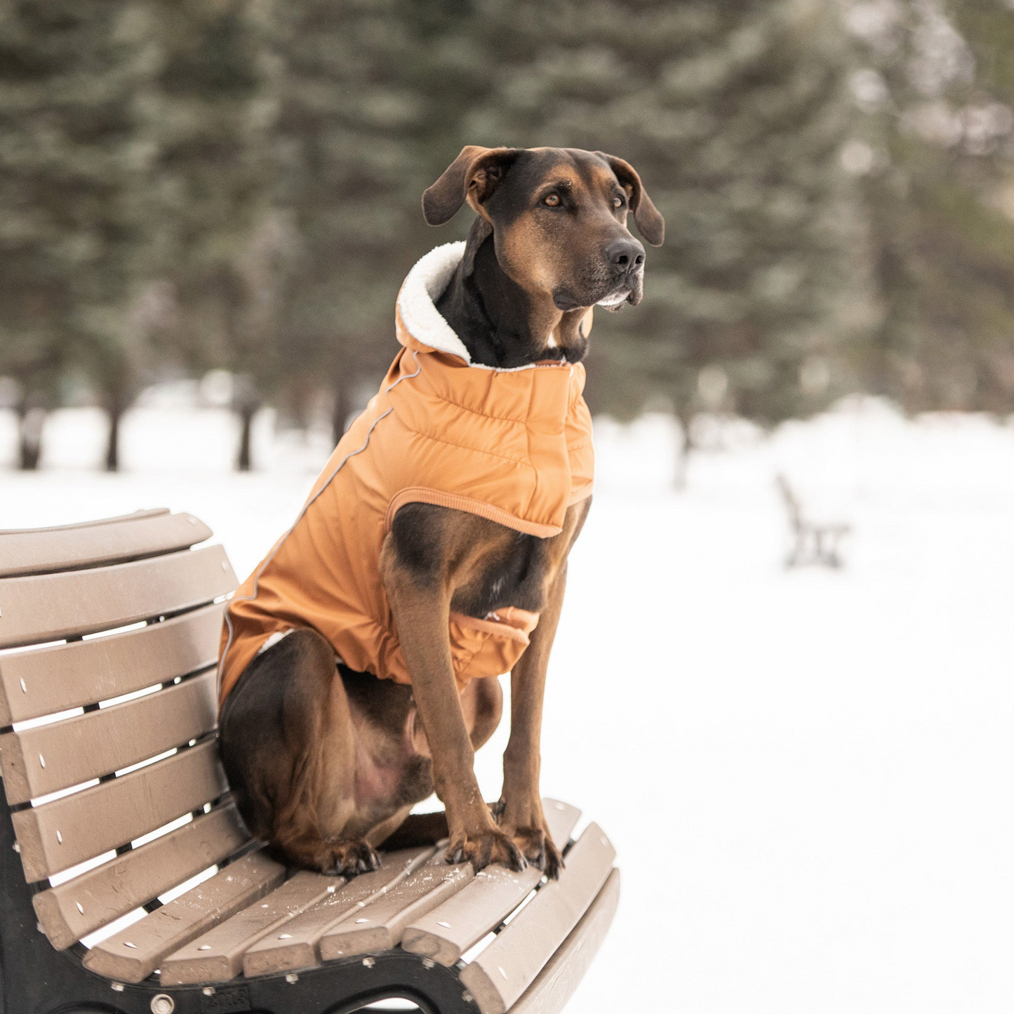 GF Pet Insulated Raincoat - Hazel