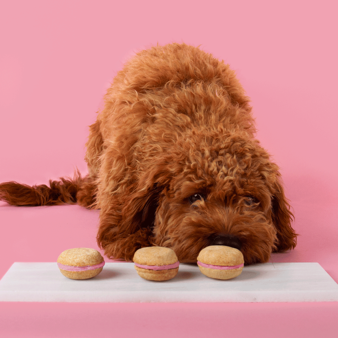 Macarons para perros Bonne et Filou (cuenta de 6)