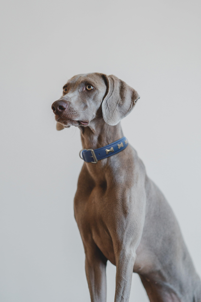 Rotterdam Bones Dog Collar: Timeless Style for Your Furry Companion