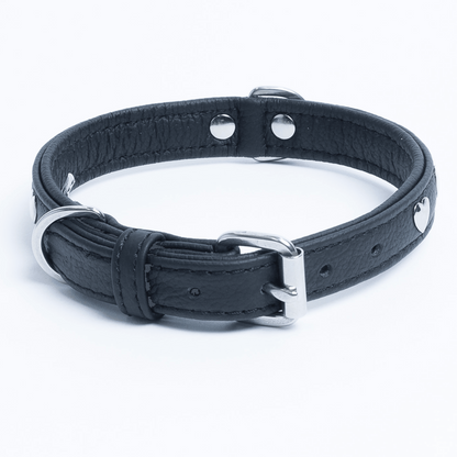 Rotterdam Hearts Dog Collar: Make a Statement with Style and Love