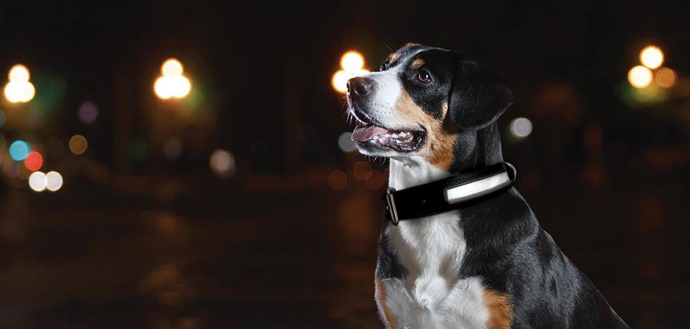 Collar reflectante para perros New York