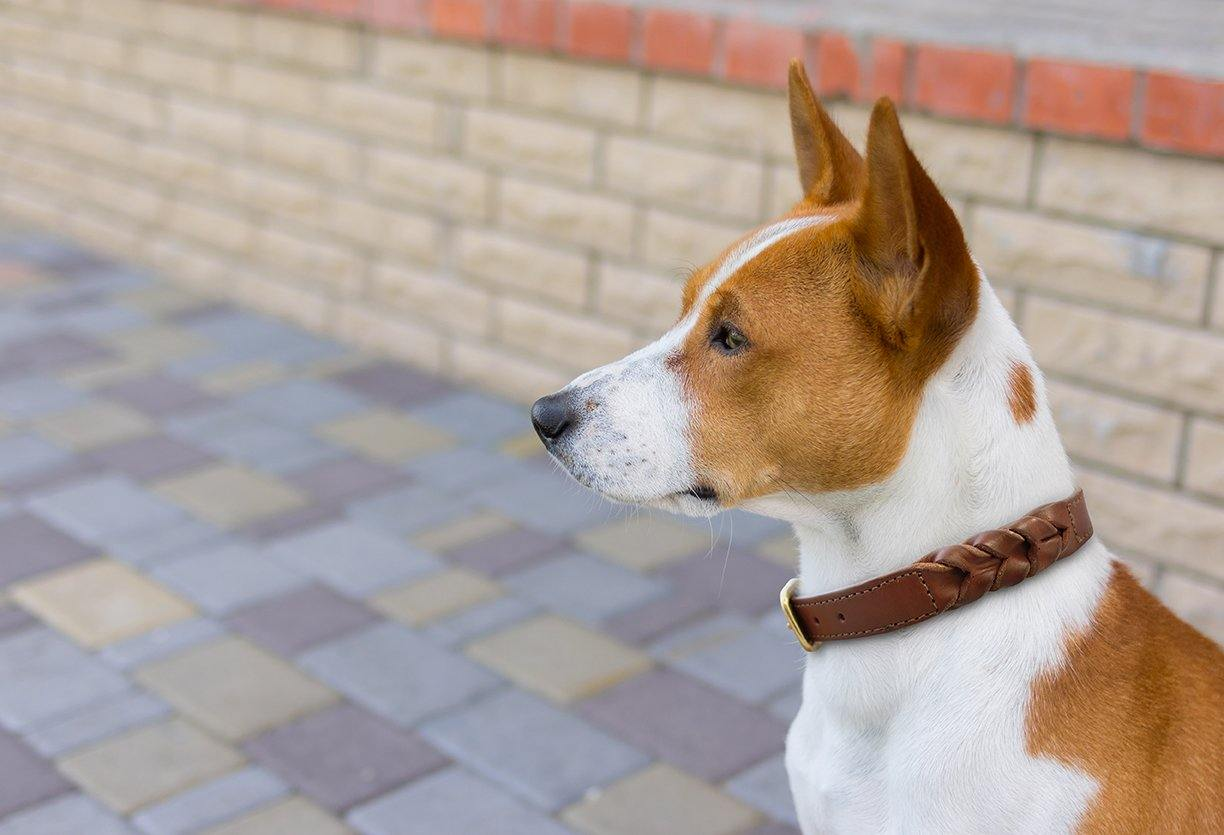 Argentinian Cowhide Leather Braided Collar