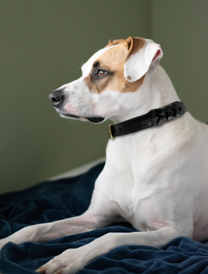 Argentinian Cowhide Leather Braided Collar