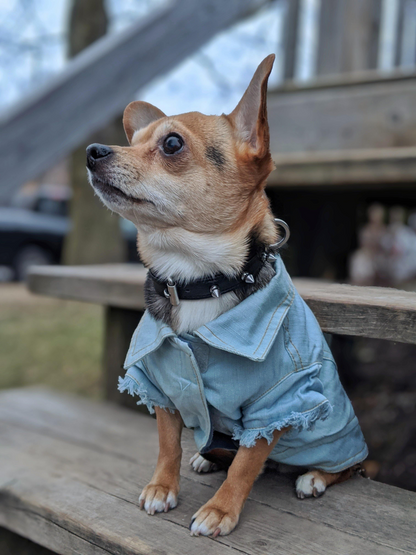 Rotterdam Spiked Dog Collar: Make a Bold Statement with Attitude