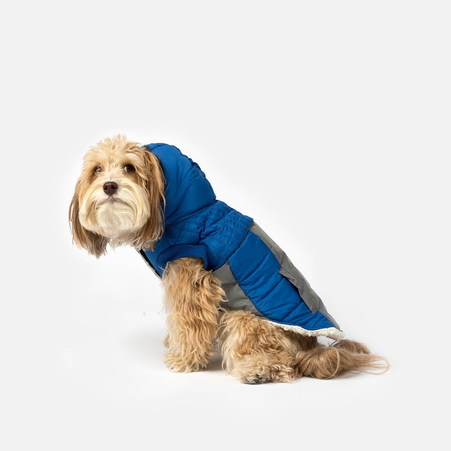 Chaqueta para perros Bailey - Azul