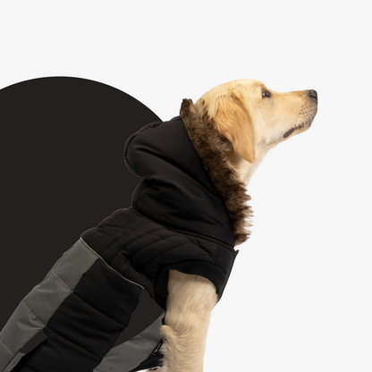 Chaqueta para perro Bailey - Negro