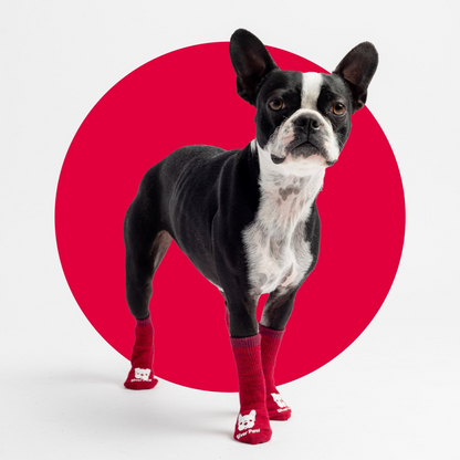 Calcetines de compresión para perros - Rojo