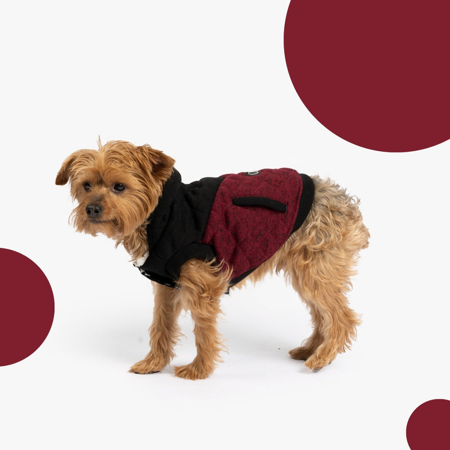 Chaqueta para perro Jasper