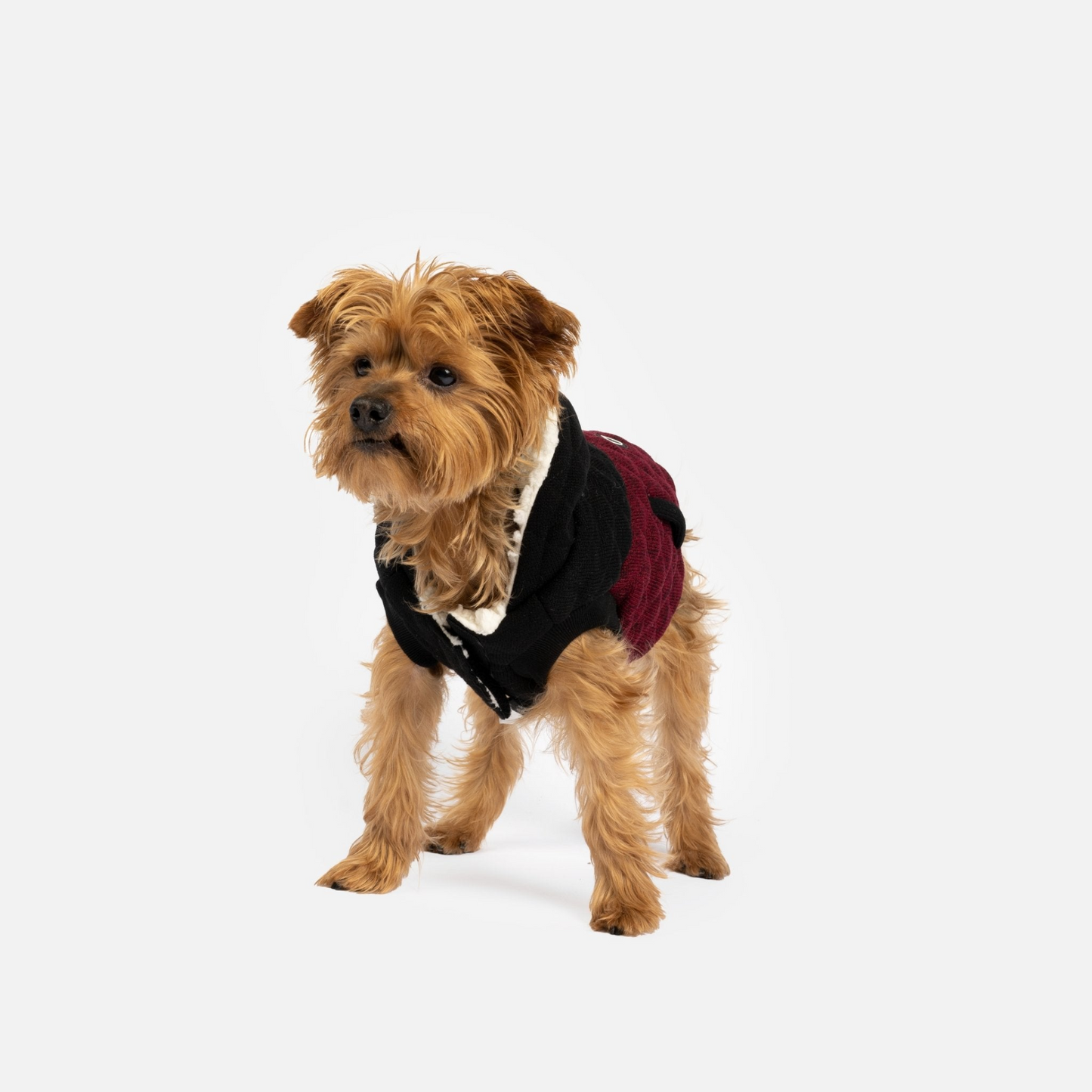 Chaqueta para perro Jasper