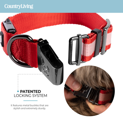 LED Dog Collar - Red