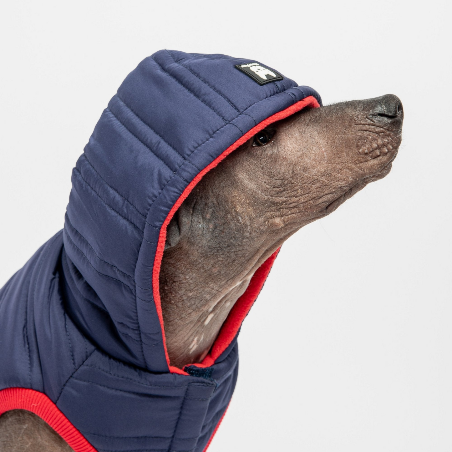 Chaqueta para perro Noah - Azul