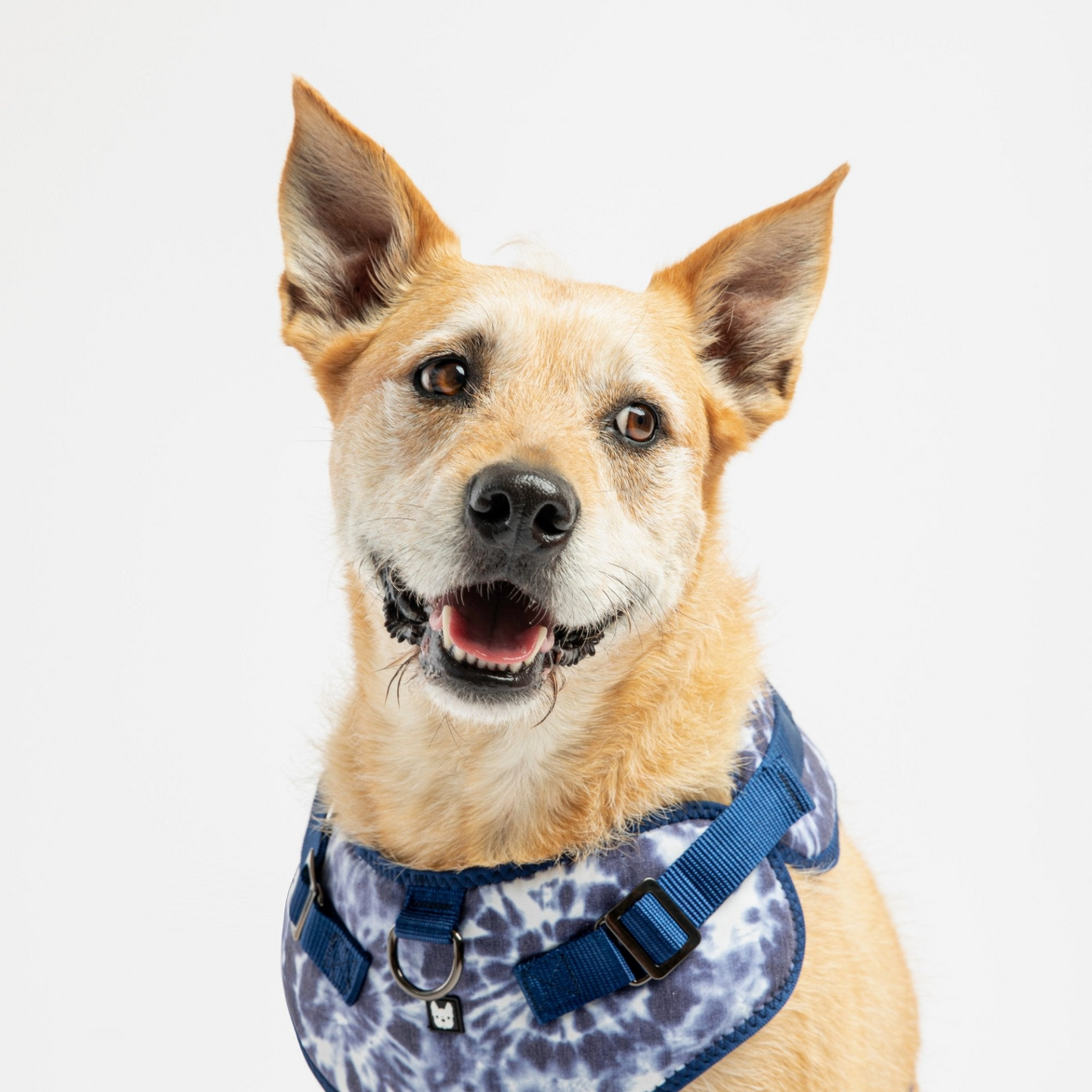 Arnés para perros de popelina - Tie Dye azul