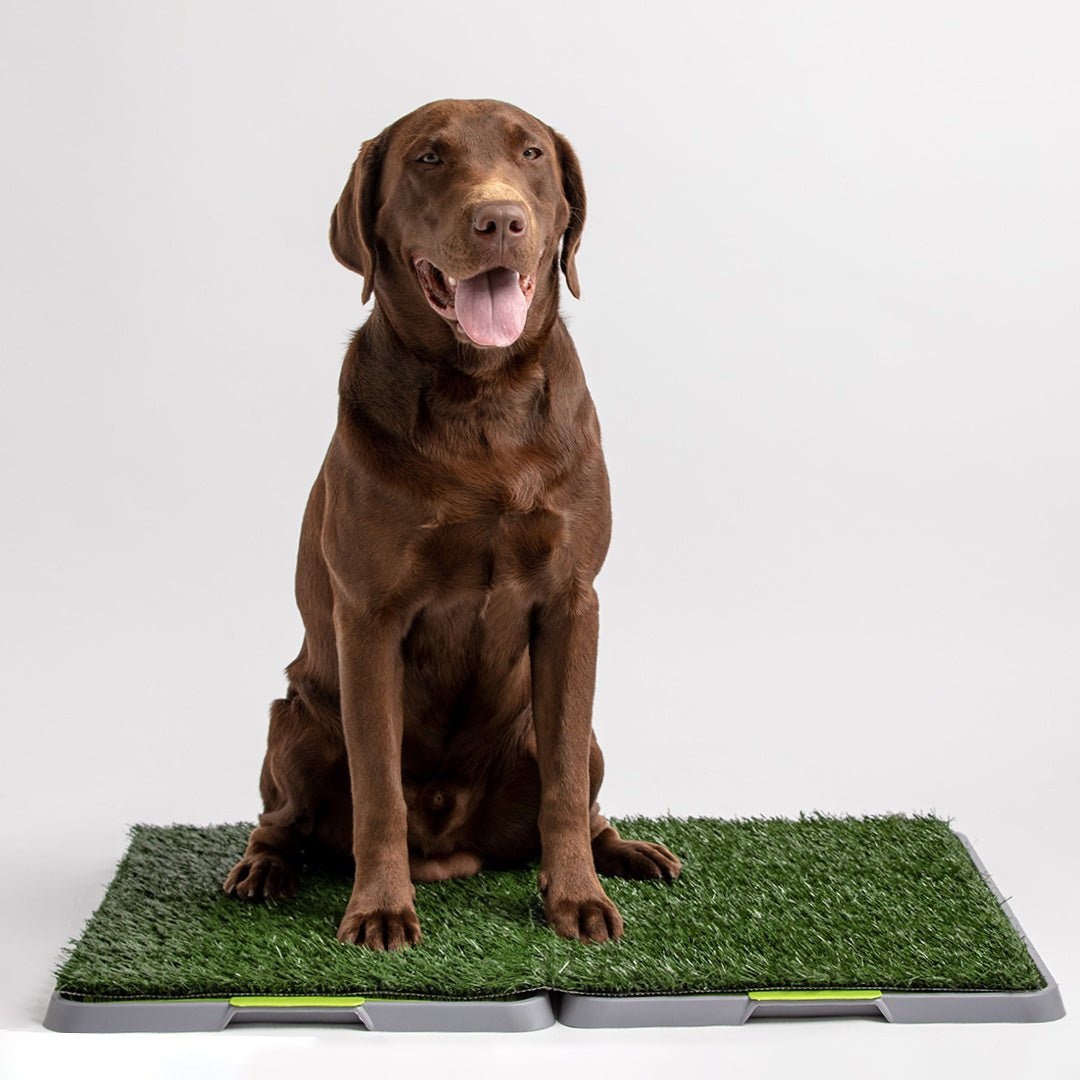 Potty Patch - Reusable Dog Trainer