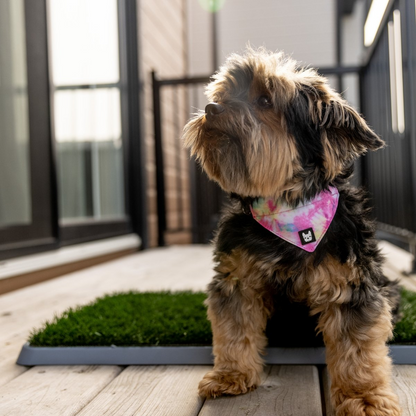 Potty Patch - Reusable Dog Trainer