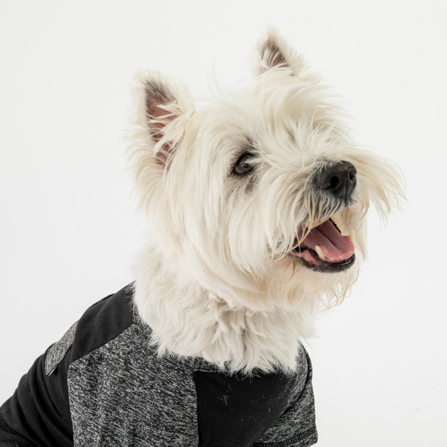 Camiseta para perros Urban Fit - Negro