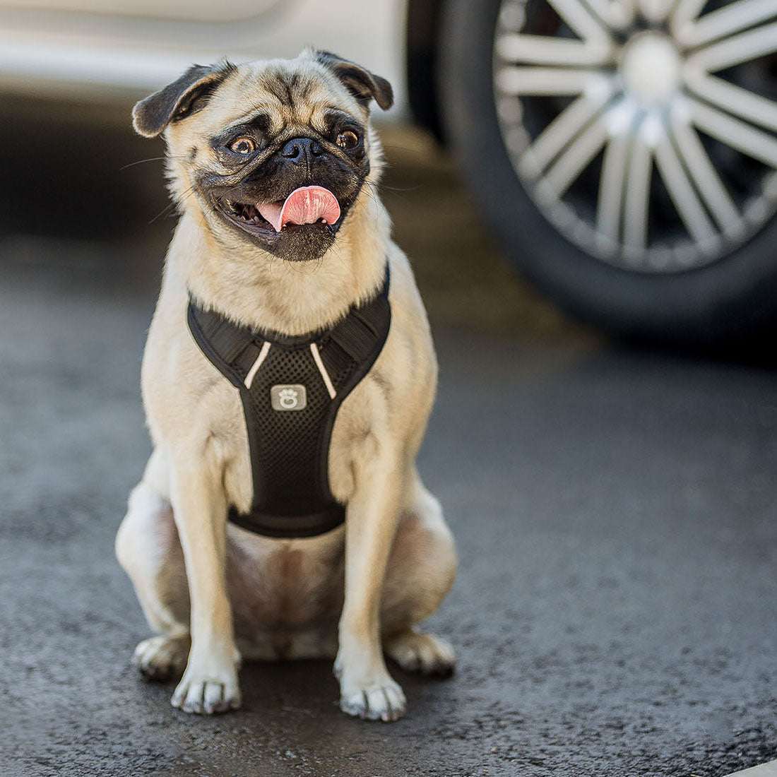 Travel Harness - Black