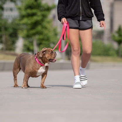 Reflective Collar - Neon Pink