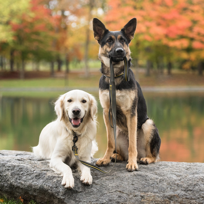 Correa para perros del ejército de EE. UU. - Camuflaje oscuro