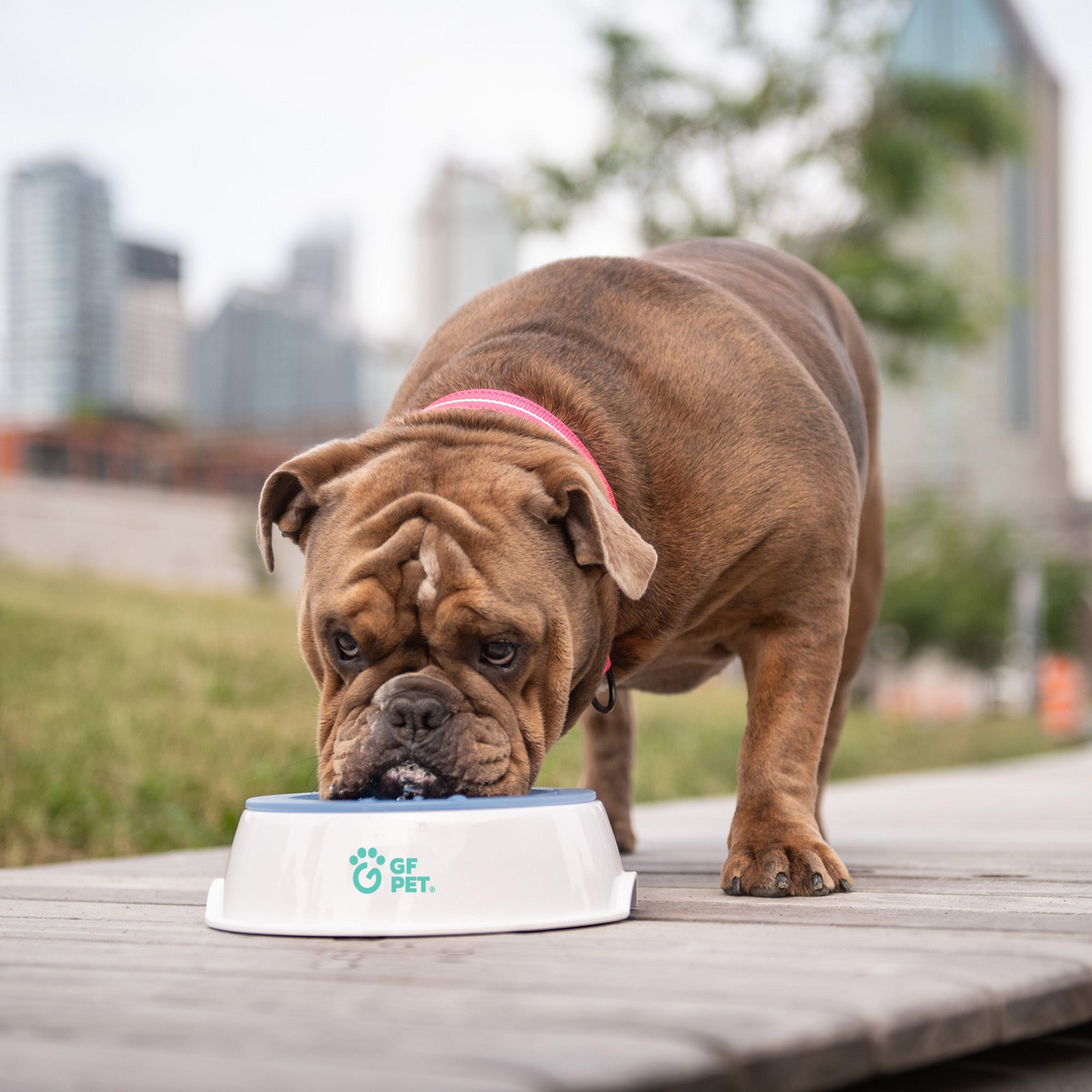 Ice Bowl - Pet Cooling Water Bowl