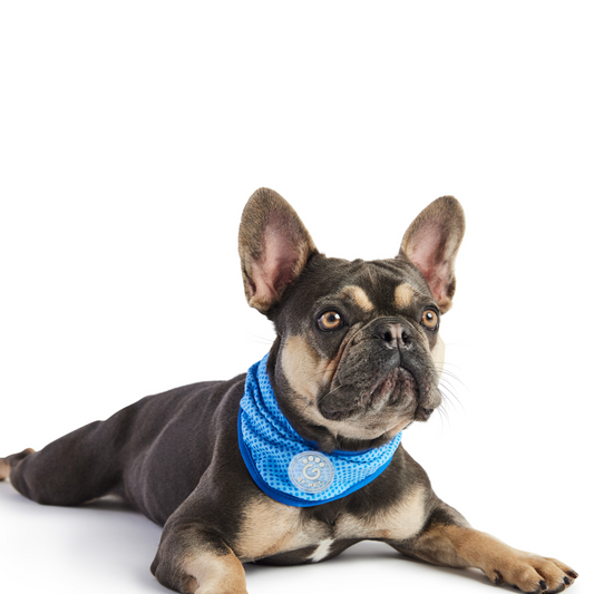 GF Pet ICE BAND - Bandana refrescante para perros - Azul