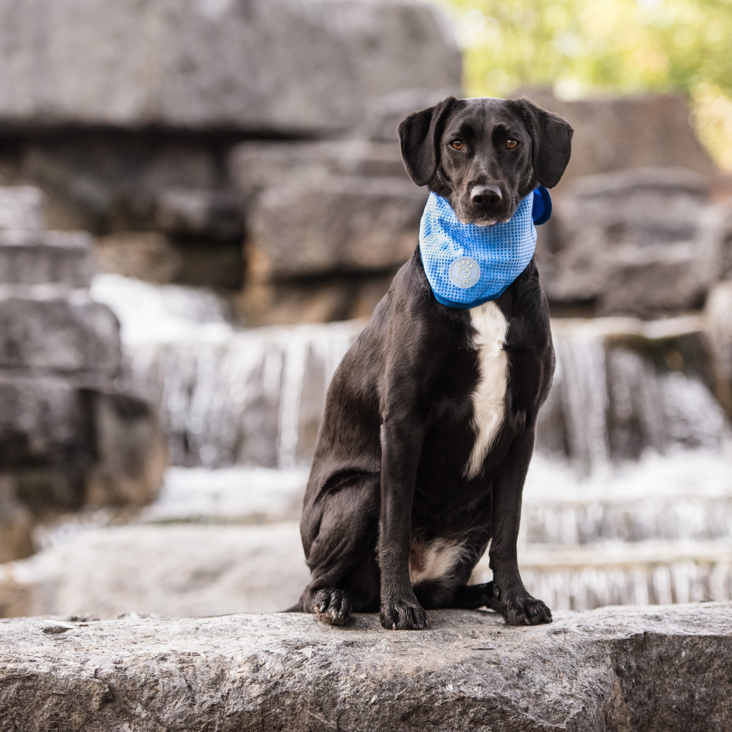 GF Pet ICE BAND - Dog Cooling Bandana - Blue