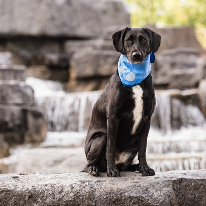 GF Pet ICE BAND - Dog Cooling Bandana - Blue