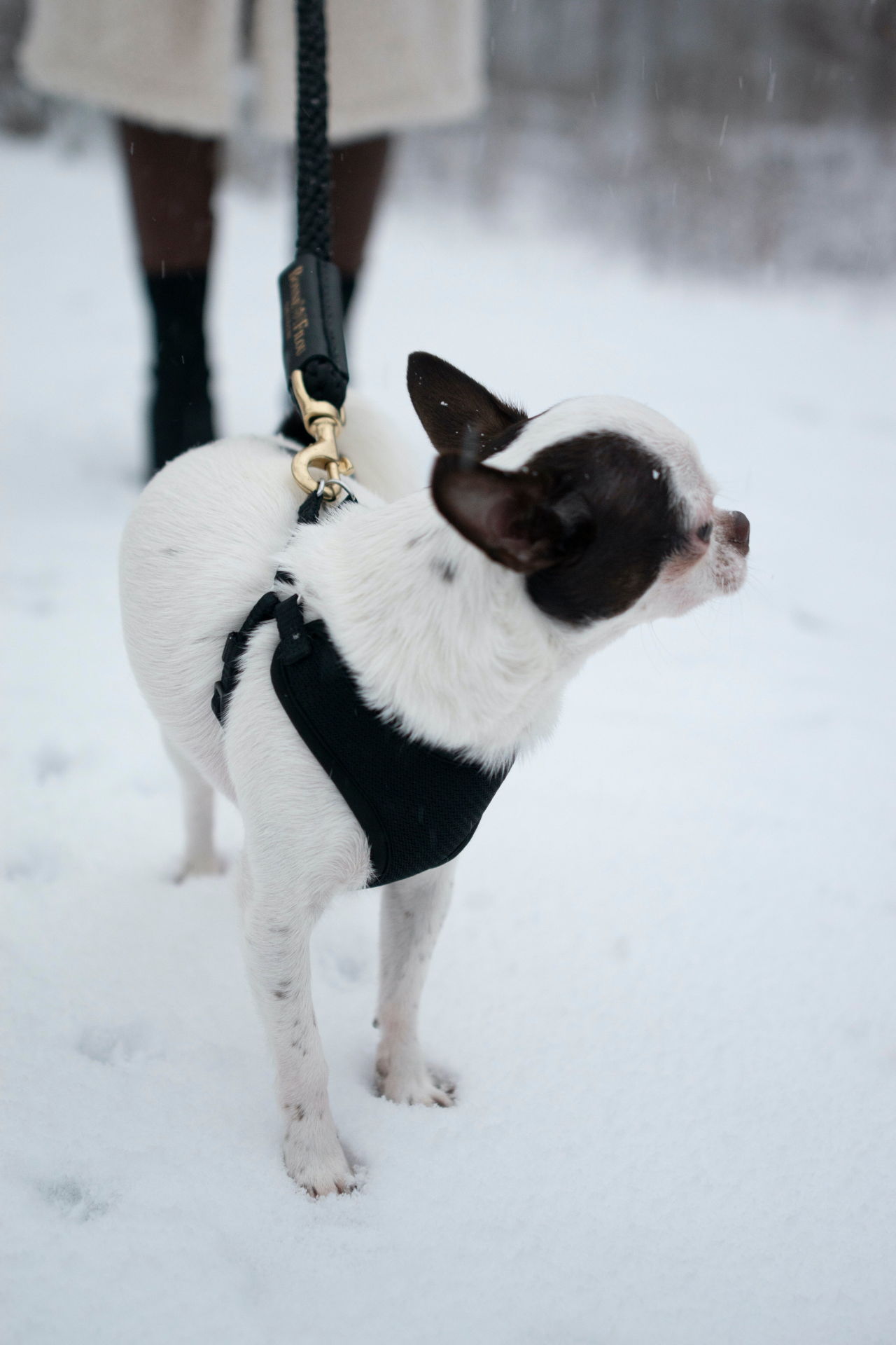 Rope Leash for Dogs (Standalone)