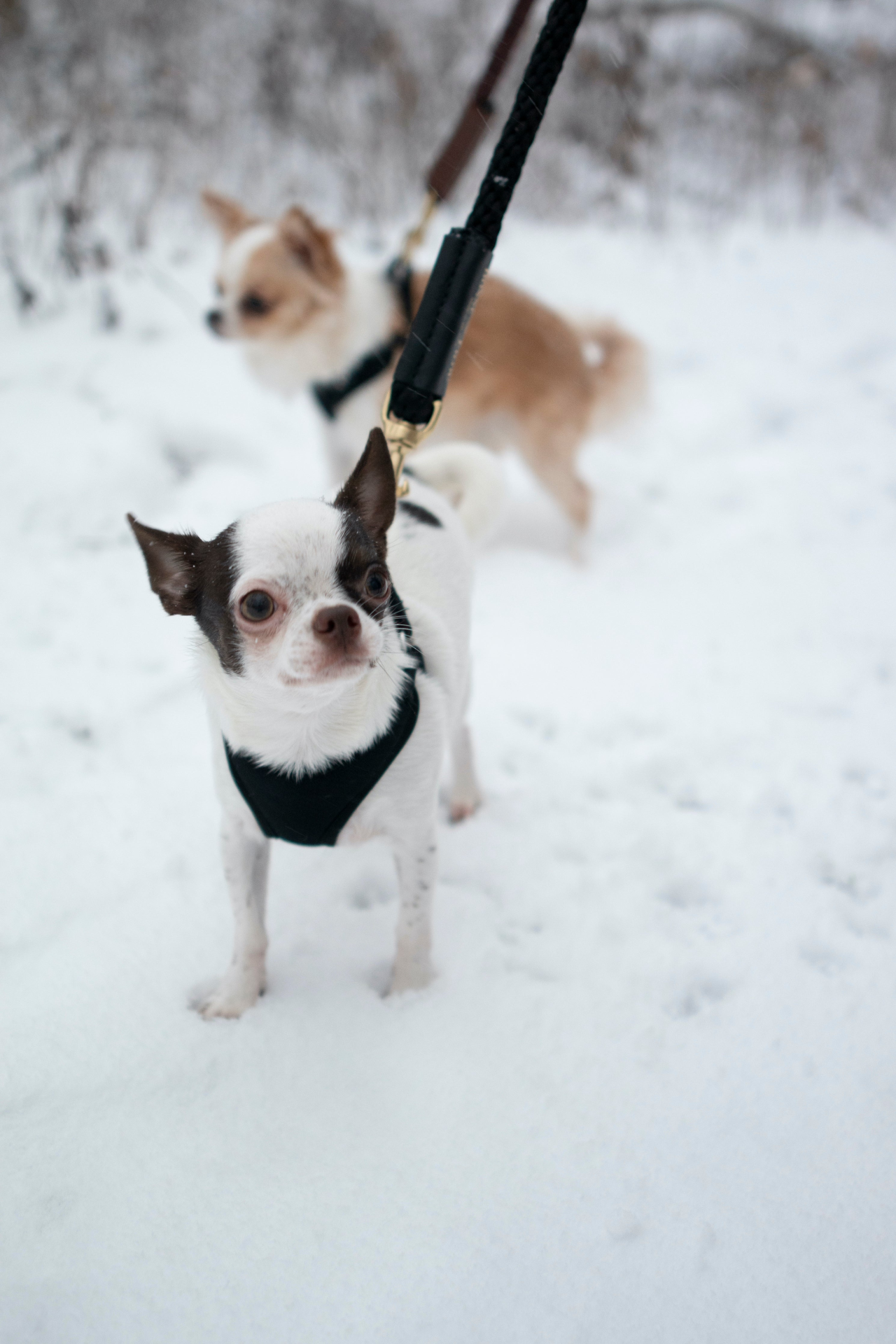 Rope Leash for Dogs (Standalone)